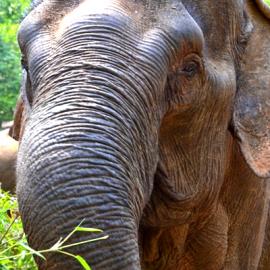 Touched by an Elephant, Part 2